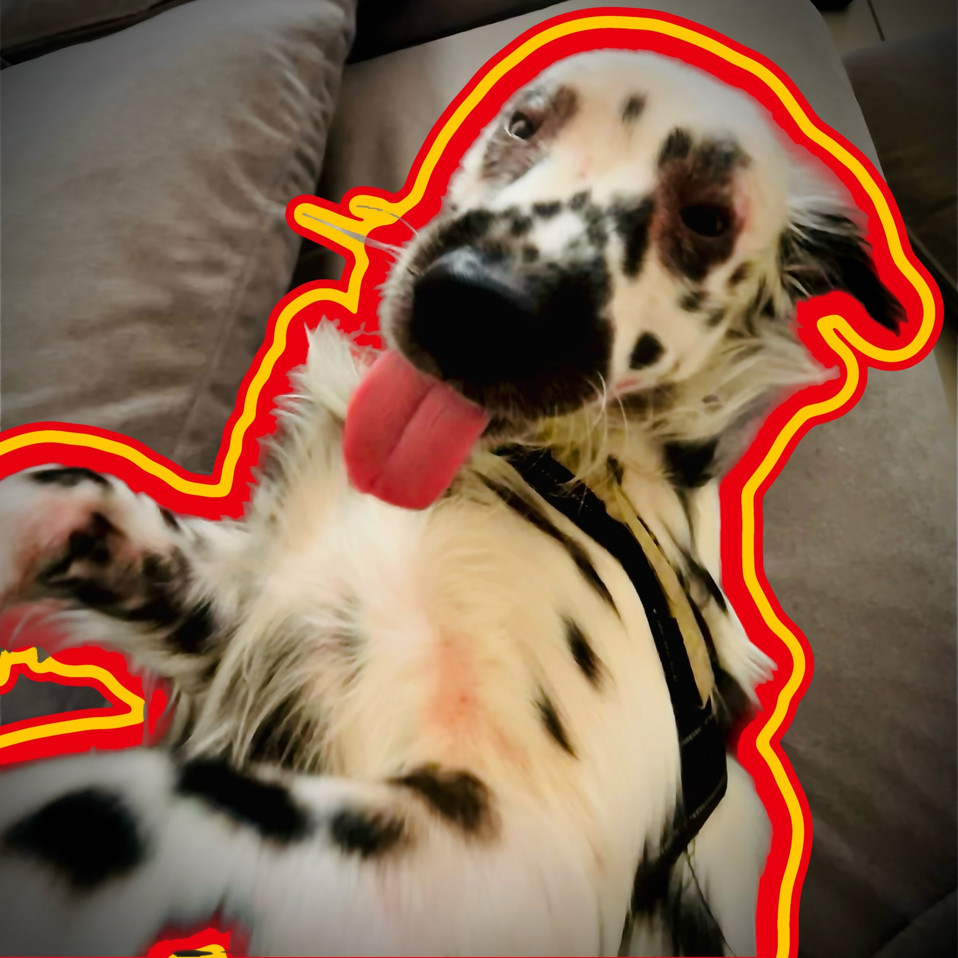 And of course — Louie himself, our spotted muse.